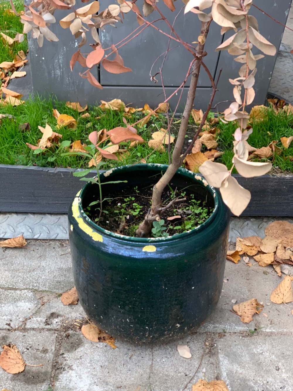 Large plant pot with a dead (i think) tree