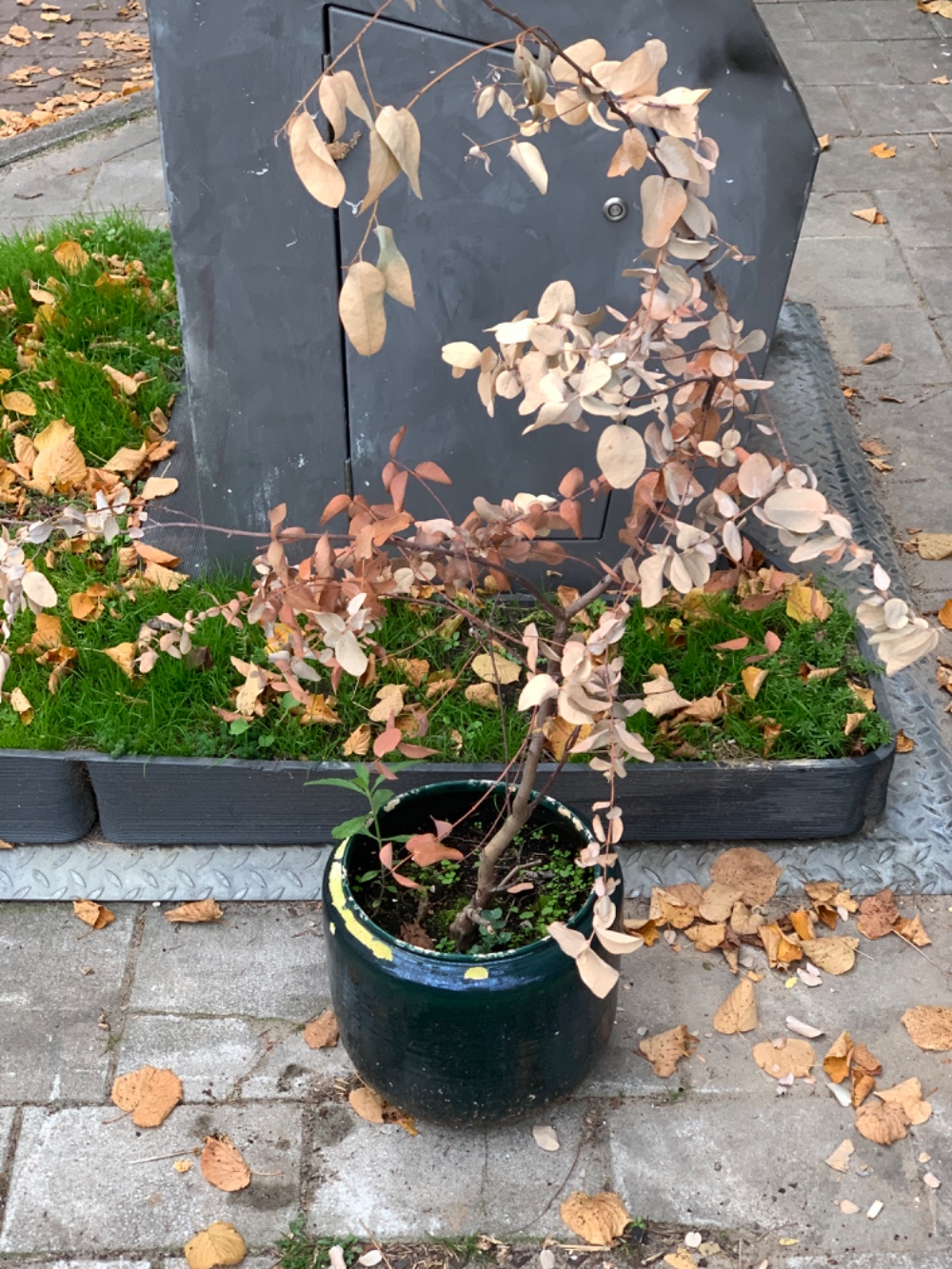 Large plant pot with a dead (i think) tree photo 2