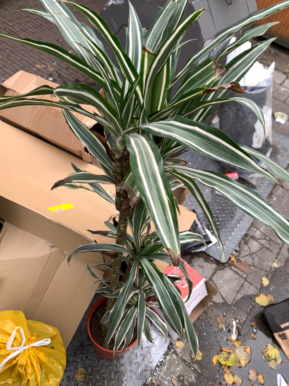 Big plant photo 2