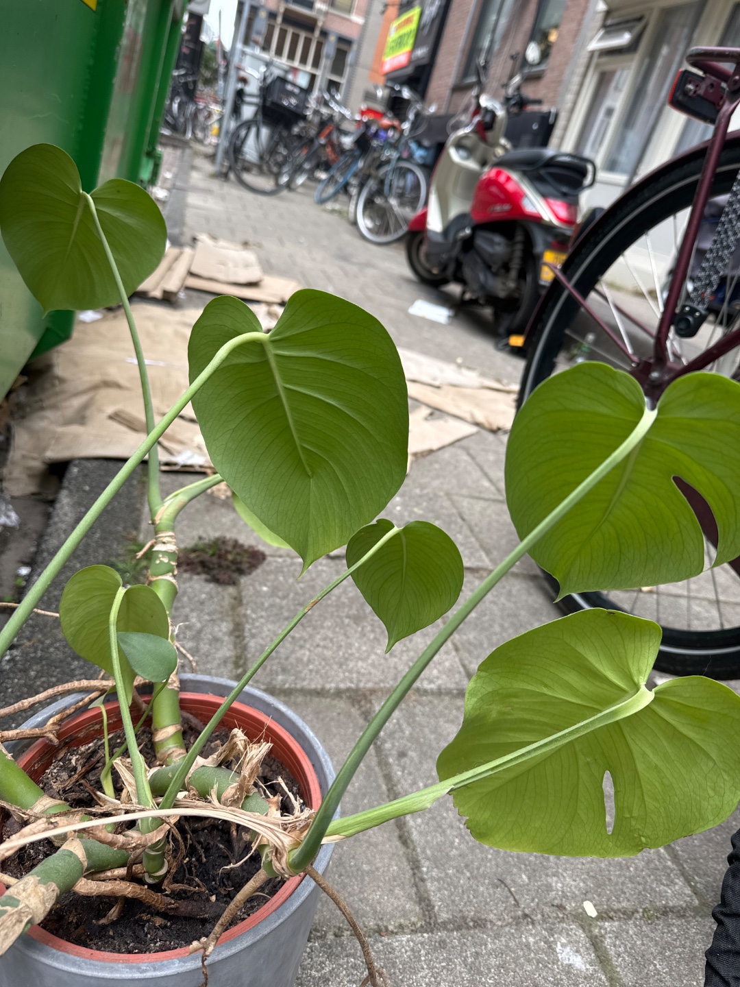 Cute plant! Looks healthy, no bugs or anything under the leaves. photo 2