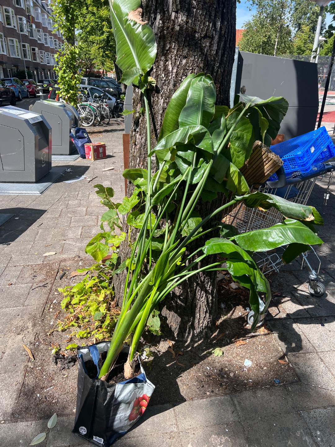 Grote plant gevonden op Columbusplein, met een beetje liefde denk ik heel mooi voor iemand met een hoog plafond! photo 2
