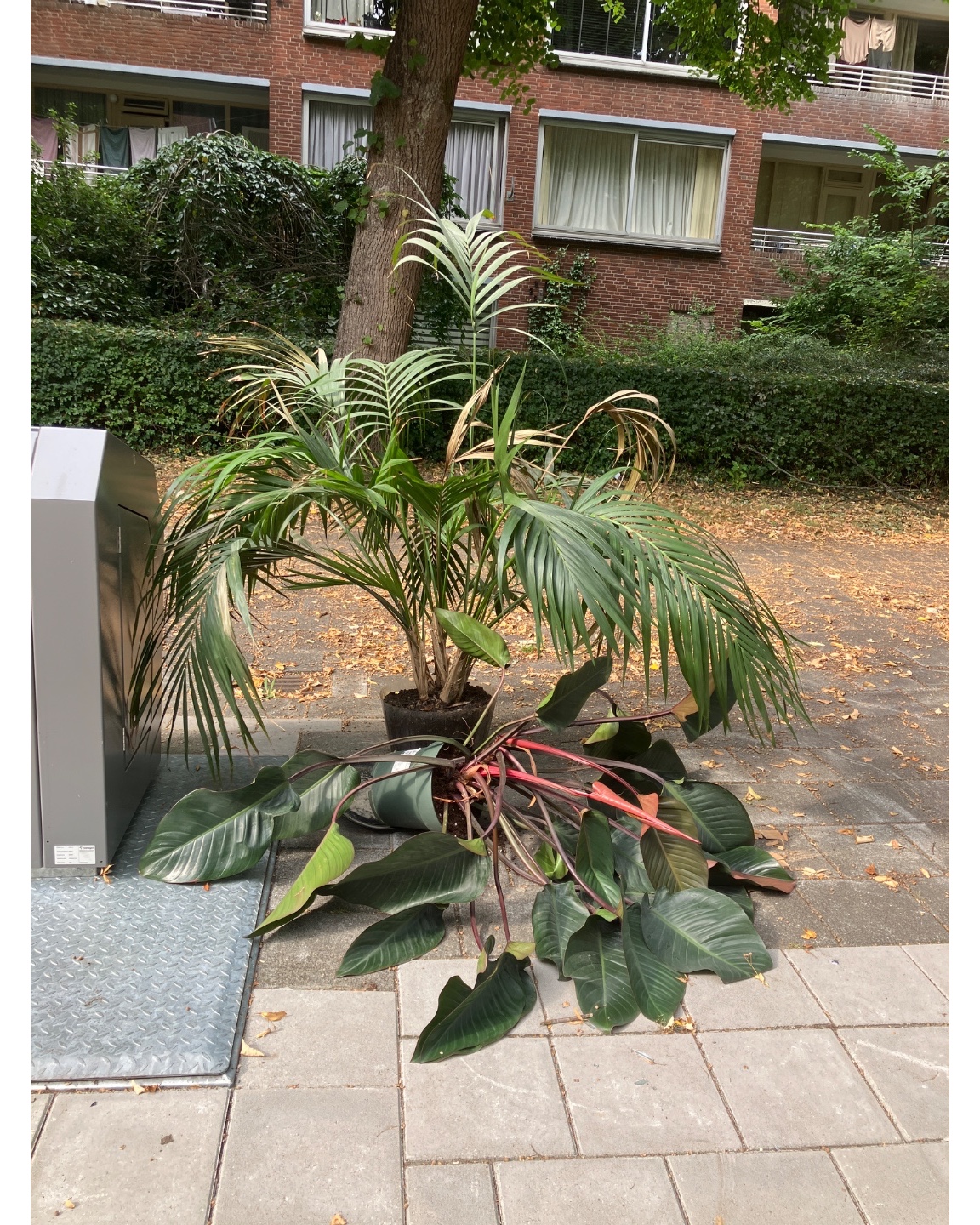 Gorgeous big plants with vase
