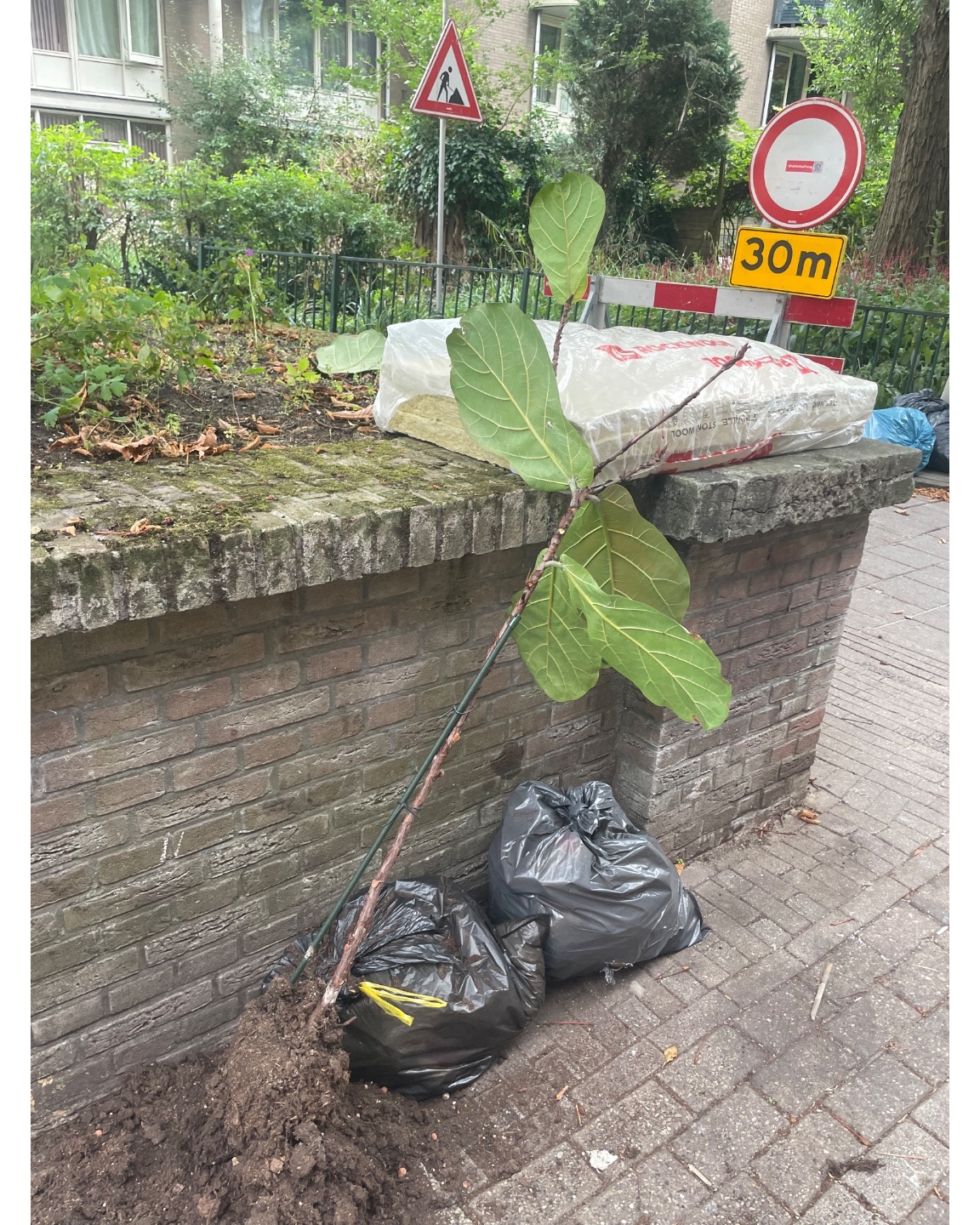 Maxo heeft gevonden: een trekkarretje, een incomplete kledingkast (wel bruikbaar hout en heeft ook wieltjes), een plant die liefde nodig heeft en steenwolplaten photo 3