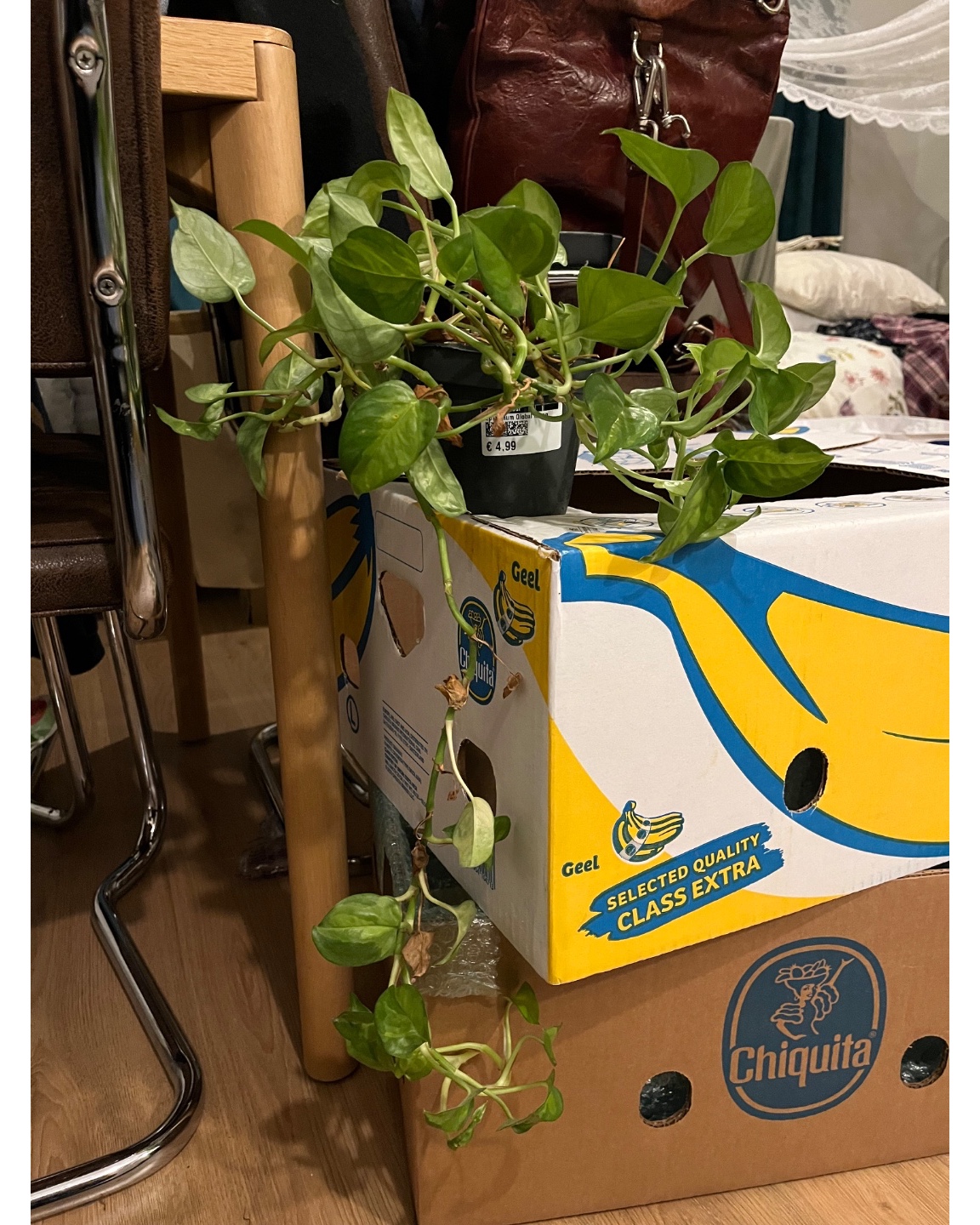 epipremnum plant, geen beestjes gewoon geen plek meer voor helaas
Ikea badkamer lamp, schroeven ben ik kwijt maar werkt!
2 compete bananendozen (2x bovenkant 2x onderkant)
1 action verhuisdoos en evt 1 waarbij het handvat is doorgescheurd
Dm me op @krantenartikel!
