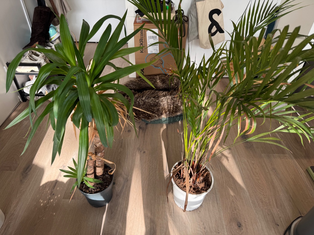 For free to Pick up in Amsterdam zuid. Two house plants without interior pot. Johannes Worpstraat 35-2. Pick up between 14:00-16:00.
