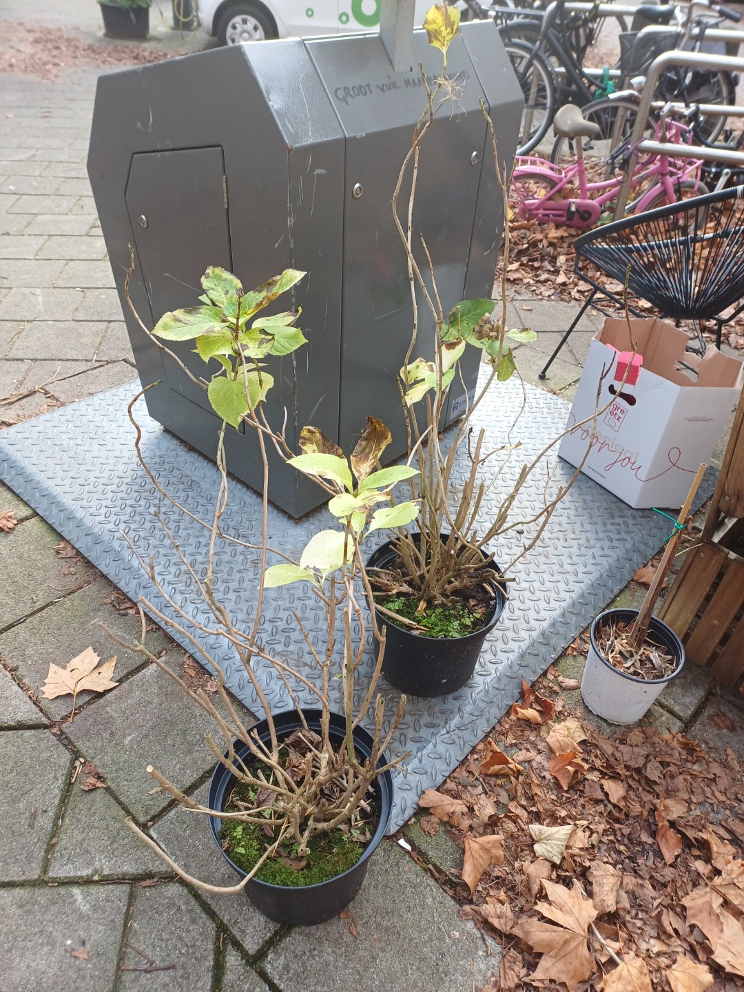 2 Hortensias (need some love) and 3 wooden plant boxes (1 broken)