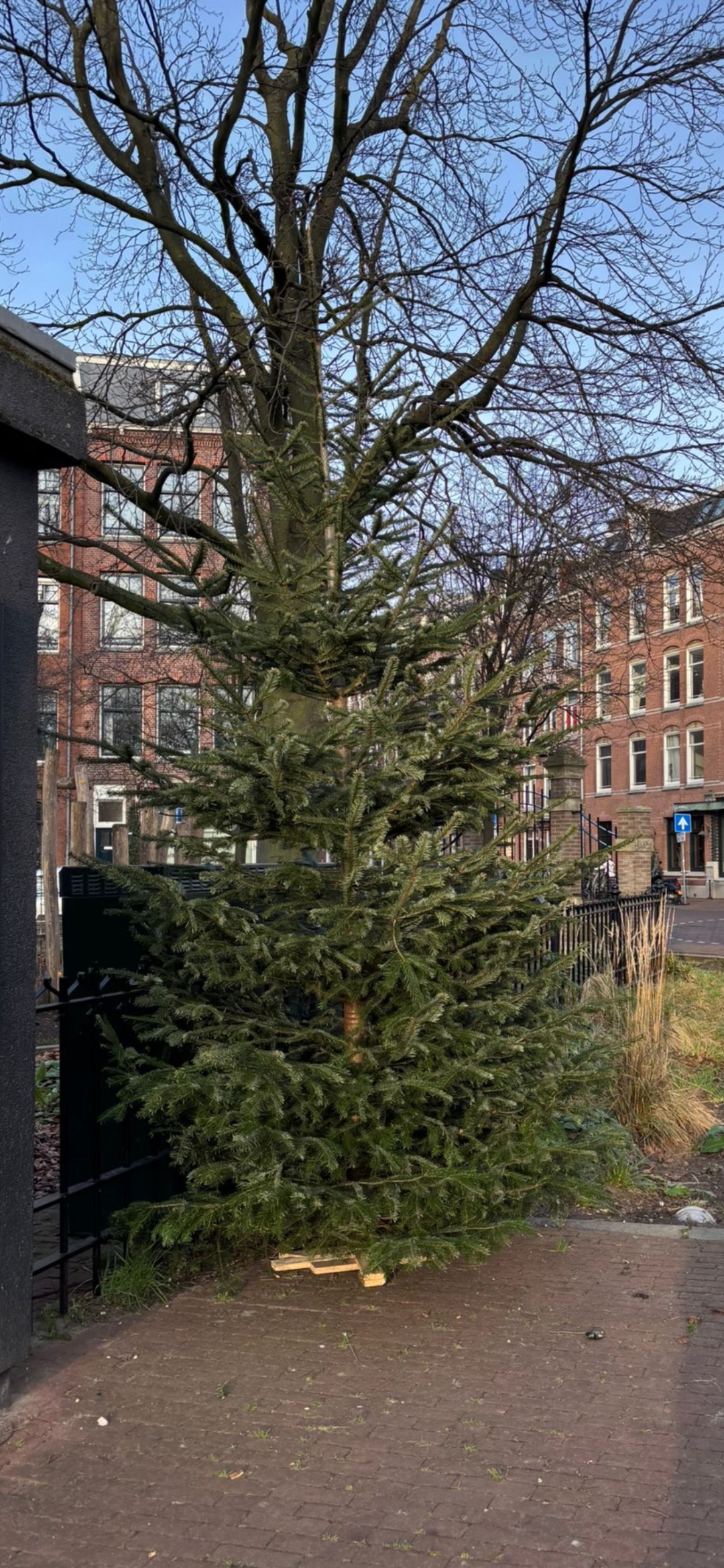 5 mtr christmas tree in perfect conditon