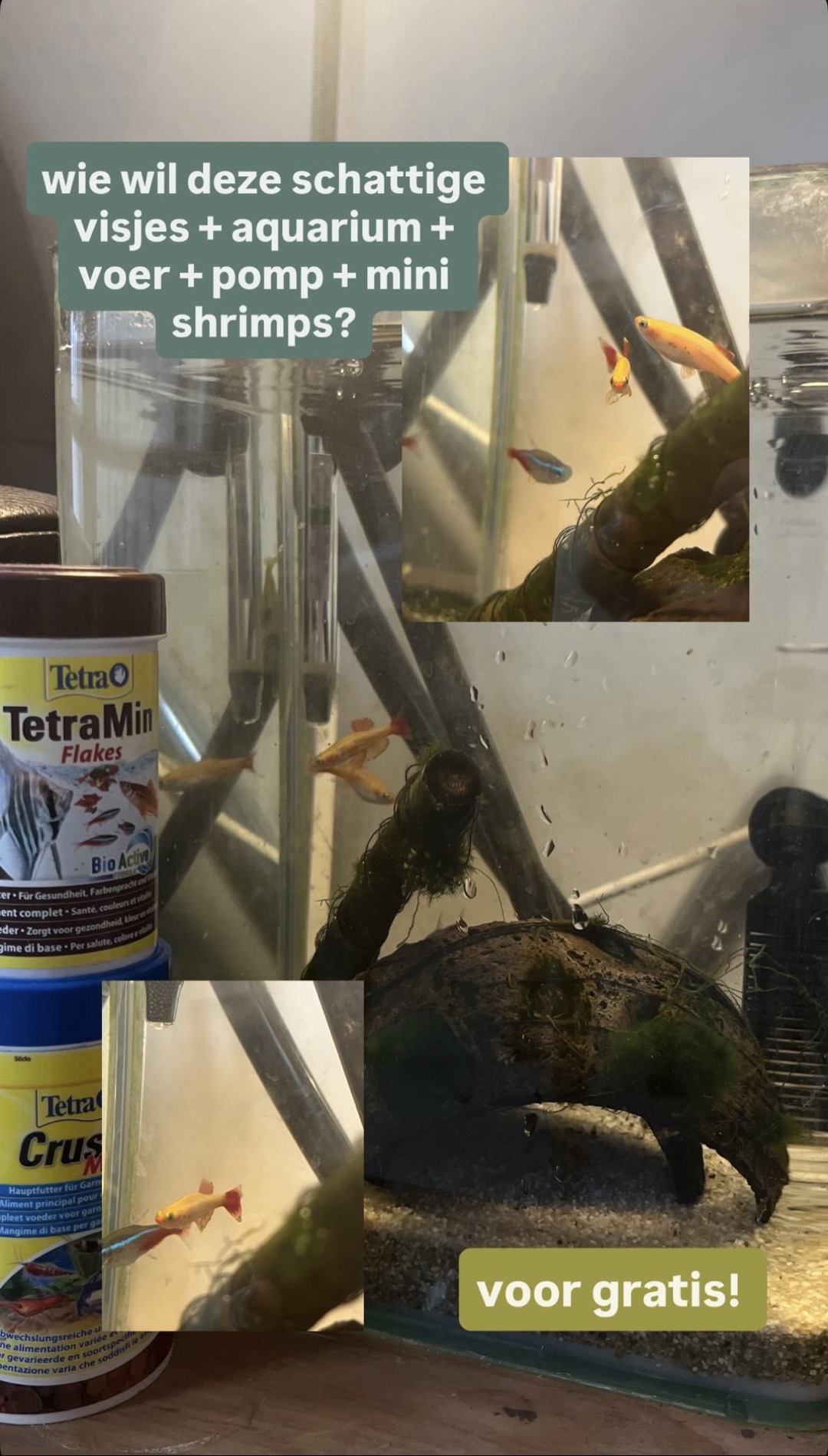 gratis op te halen aquarium met pomp, voer en al!! 
neon tetra vissen en kleine garnalen photo 1