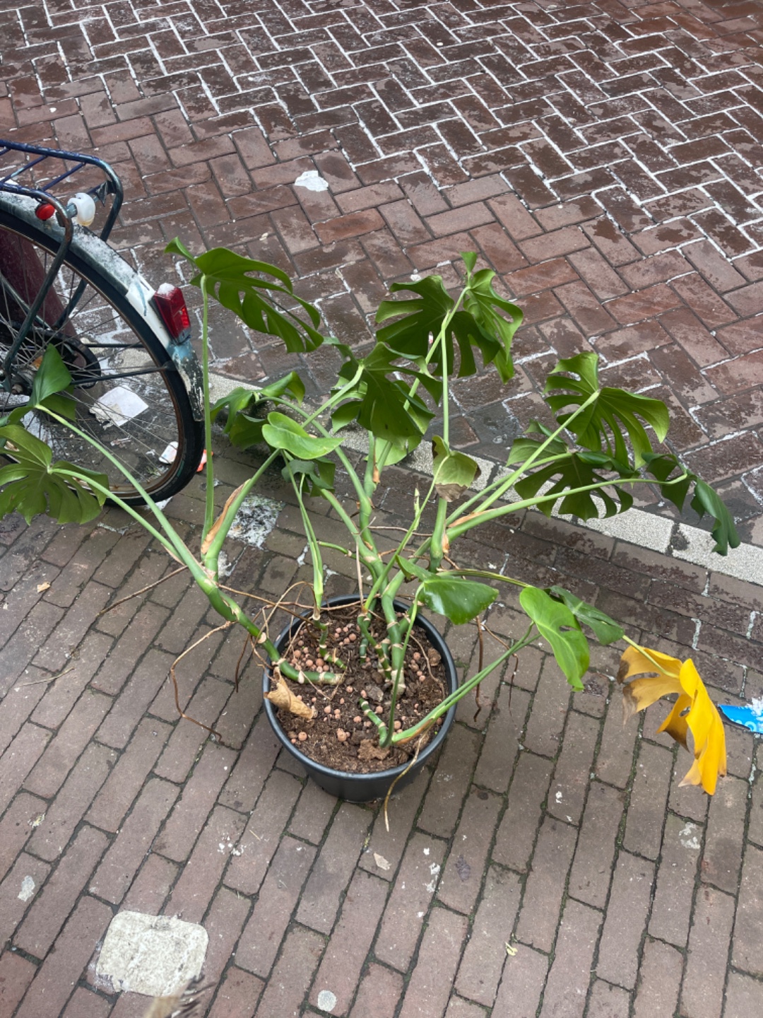 Red mij voor de avond anders ga ik dood photo 2