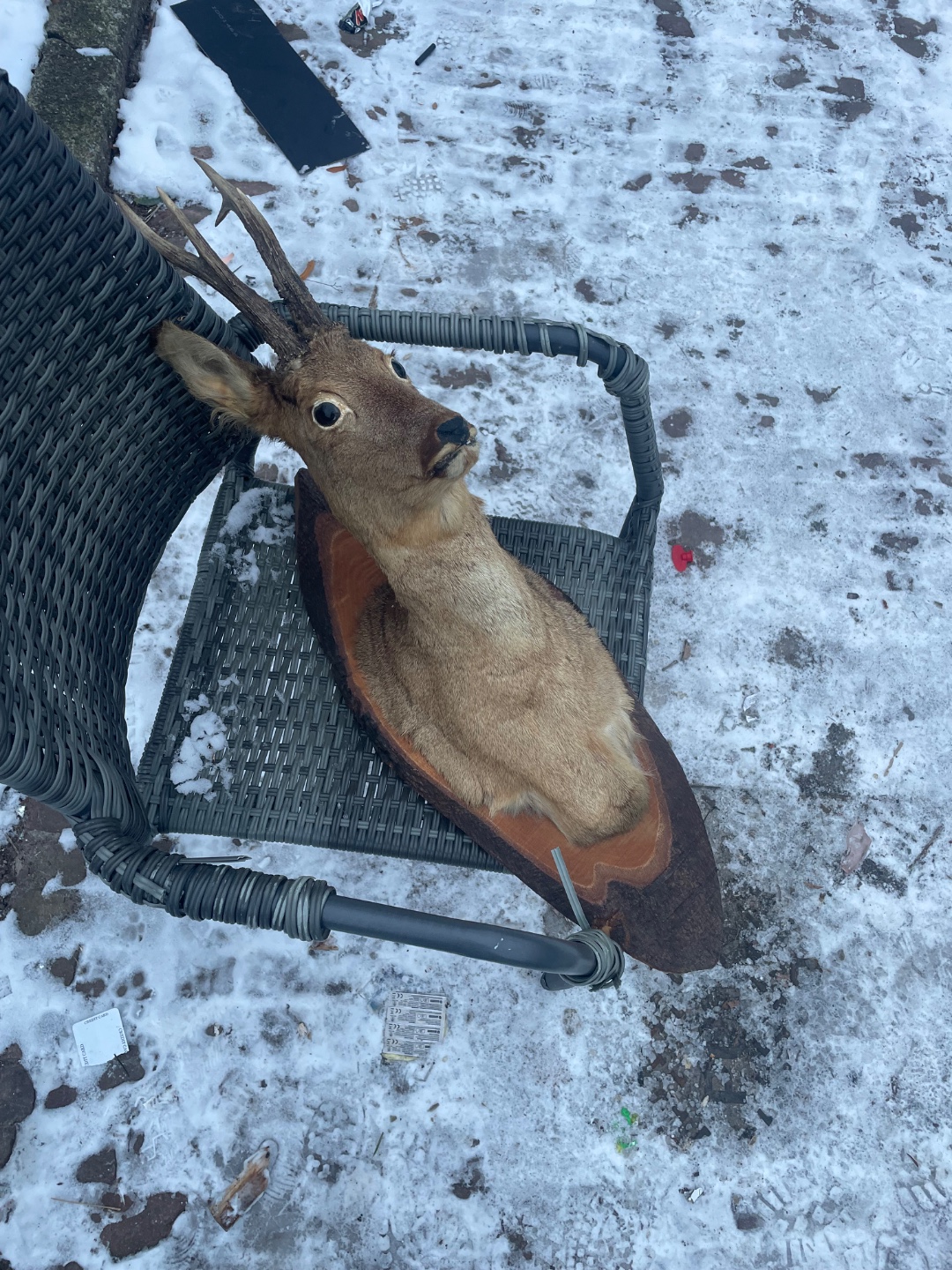 Amsterdam, IJplein/Vogelbuurt, Ganzenweg 15