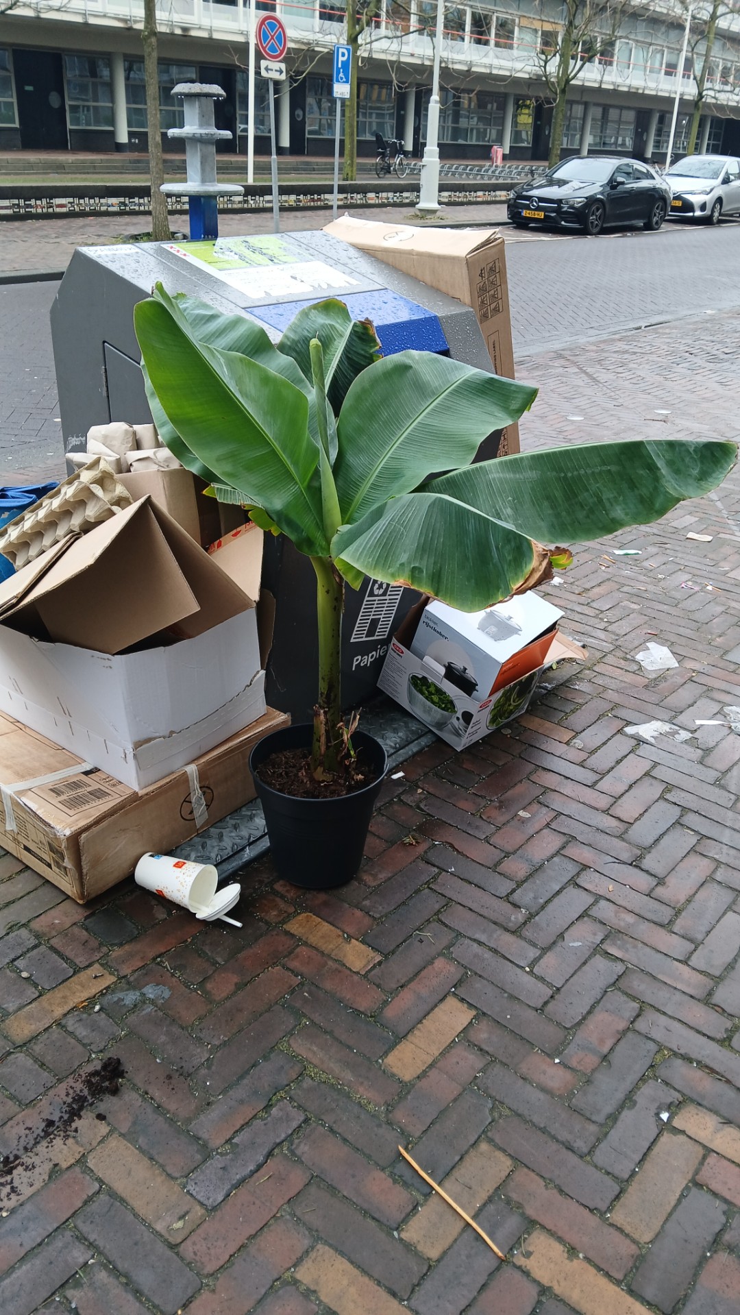 Bananen plant photo 1