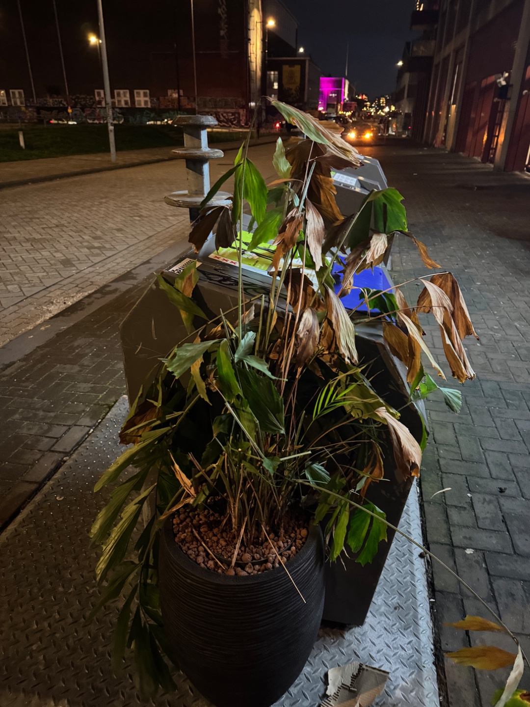 Big plant in big pot, pot is at least 60cm high!
