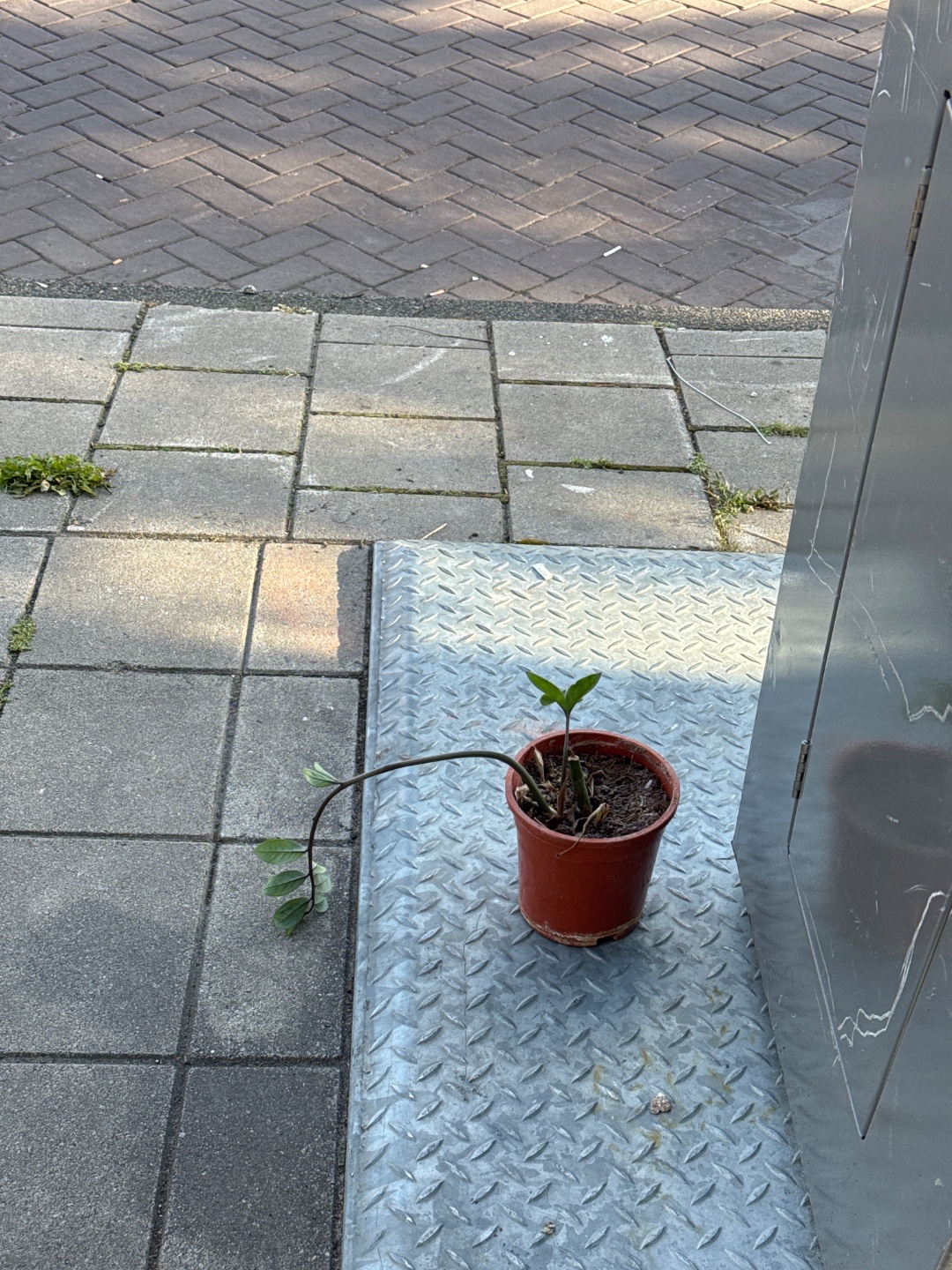 Cuuuutie plant!! 1