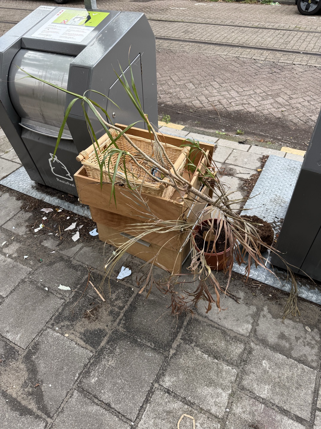Save this plant!! Its alive :( 1