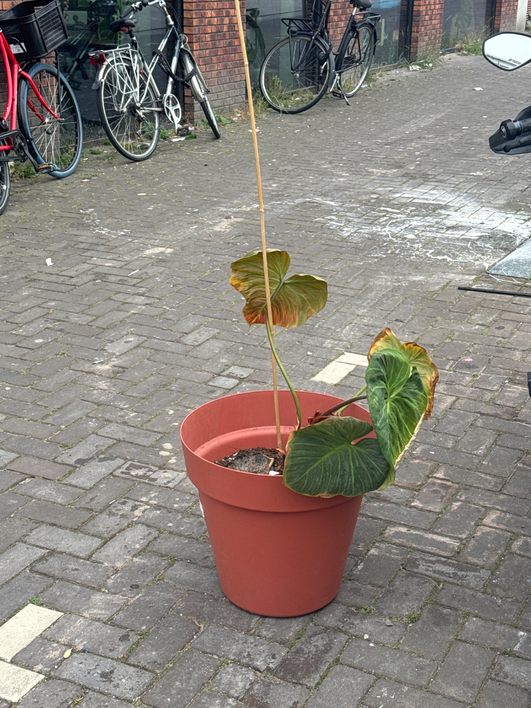 Big pot (50cm at least), plants look damaged but savable!! 1