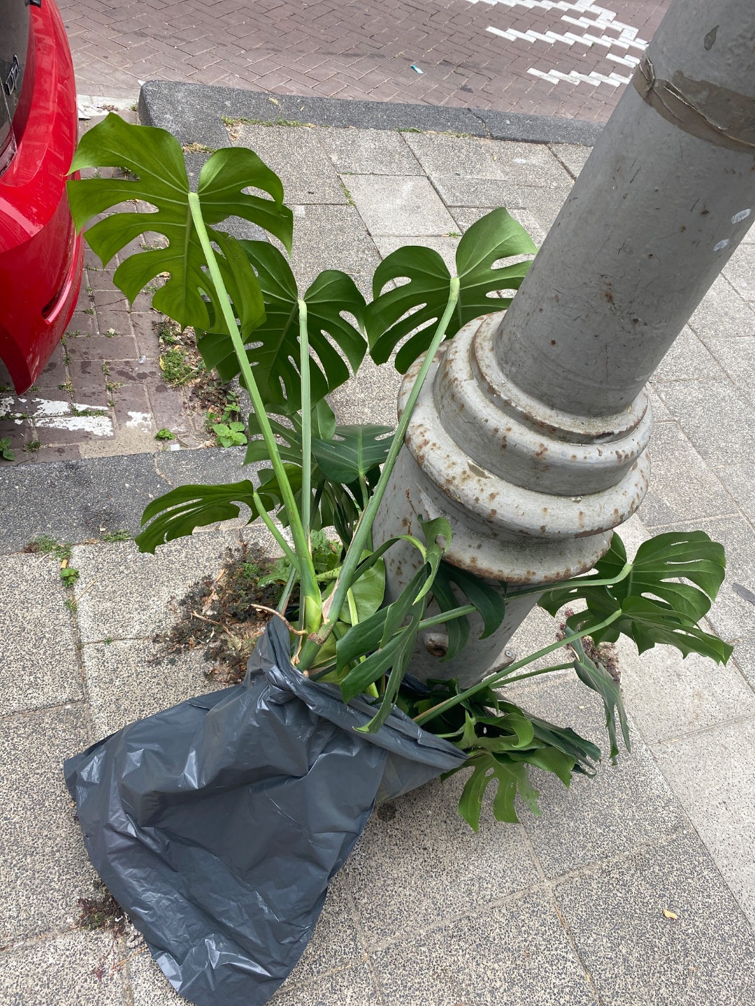 Monstera in pot 1