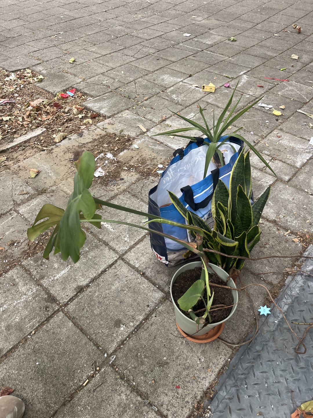 Planten + potten 2