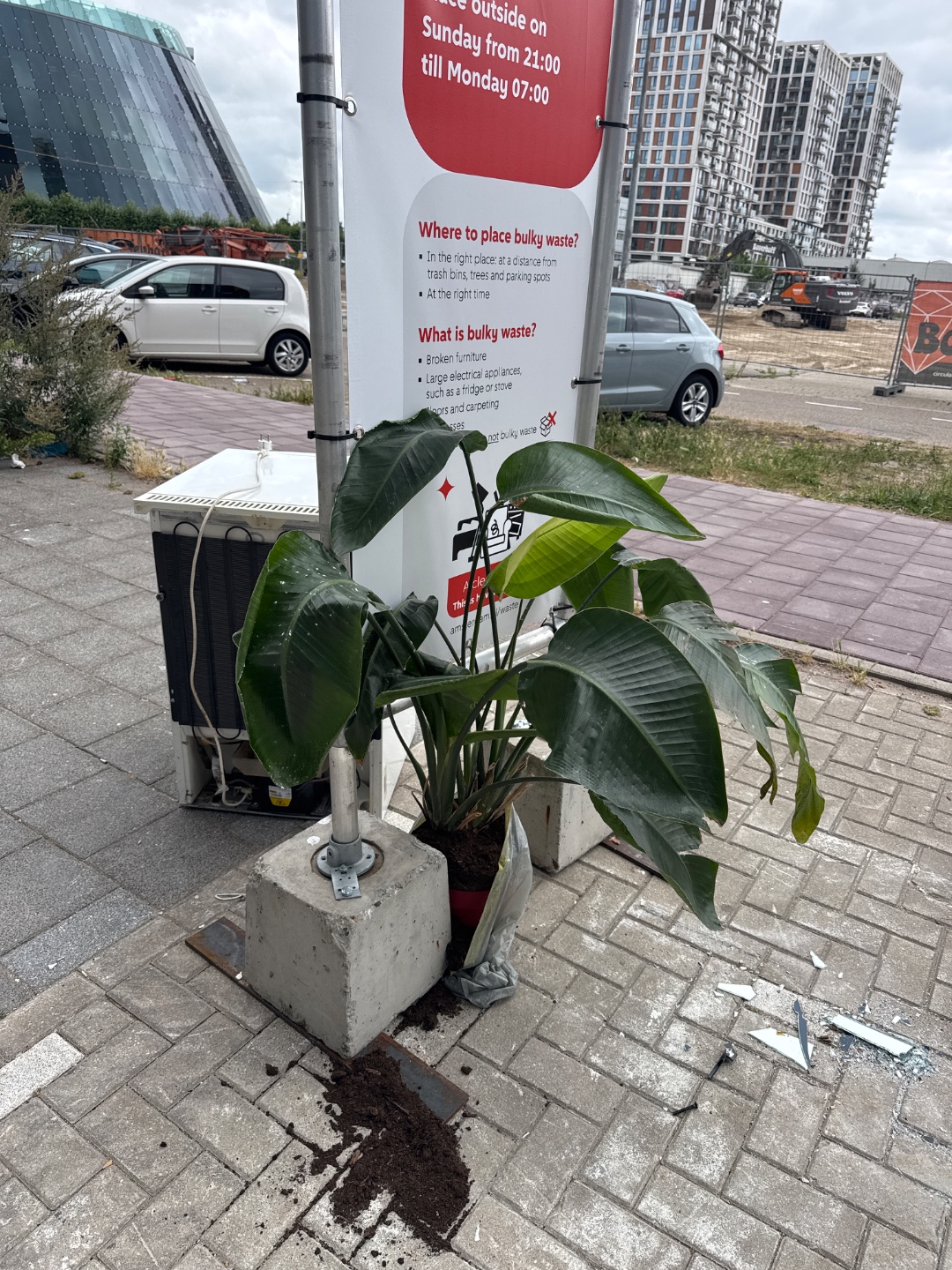 Grote plant 1